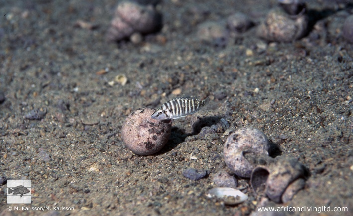 Altolamprologus compressiceps 'Katondo Point'